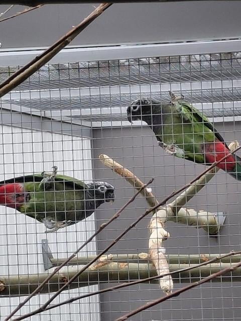 Roodstuitpapegaaien/Pionus en een..., Meerdere dieren, Papegaai, Geringd
