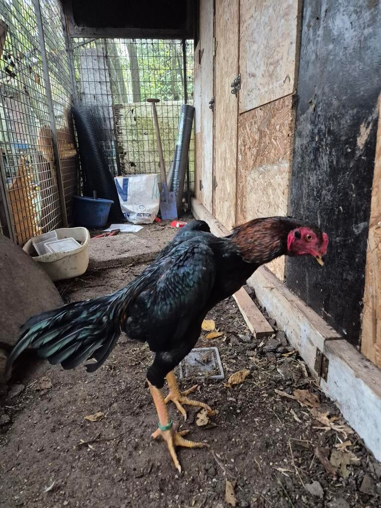 Shamo ( braziel & hint & chu shamo & osaka ), Dieren en Toebehoren, Meerdere dieren, Kip