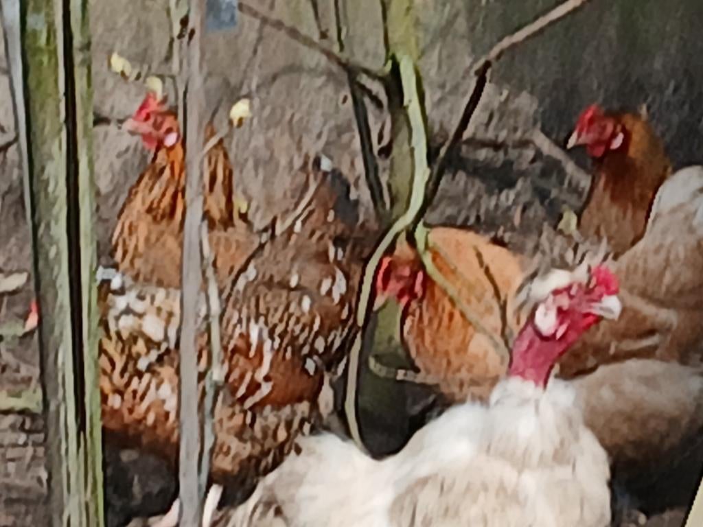 Mooie krielkippen van medio 2025, kan met kaalnek zijdehoen, Dieren en Toebehoren, Pluimvee, Vrouwelijk, Kip