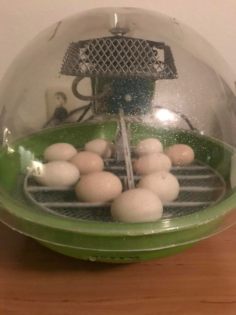 Klein broedpakket te huur, broedmachine Fiem en Schouwlamp, Dieren en Toebehoren, Pluimvee | Toebehoren, Ophalen, Zo goed als nieuw