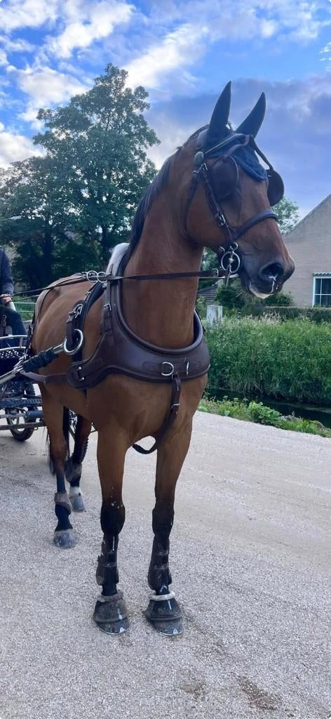Arden Frans gareeltuig Biothane maat Full (bijna nieuw), Dieren en Toebehoren, Ophalen, Zo goed als nieuw, Overige soorten
