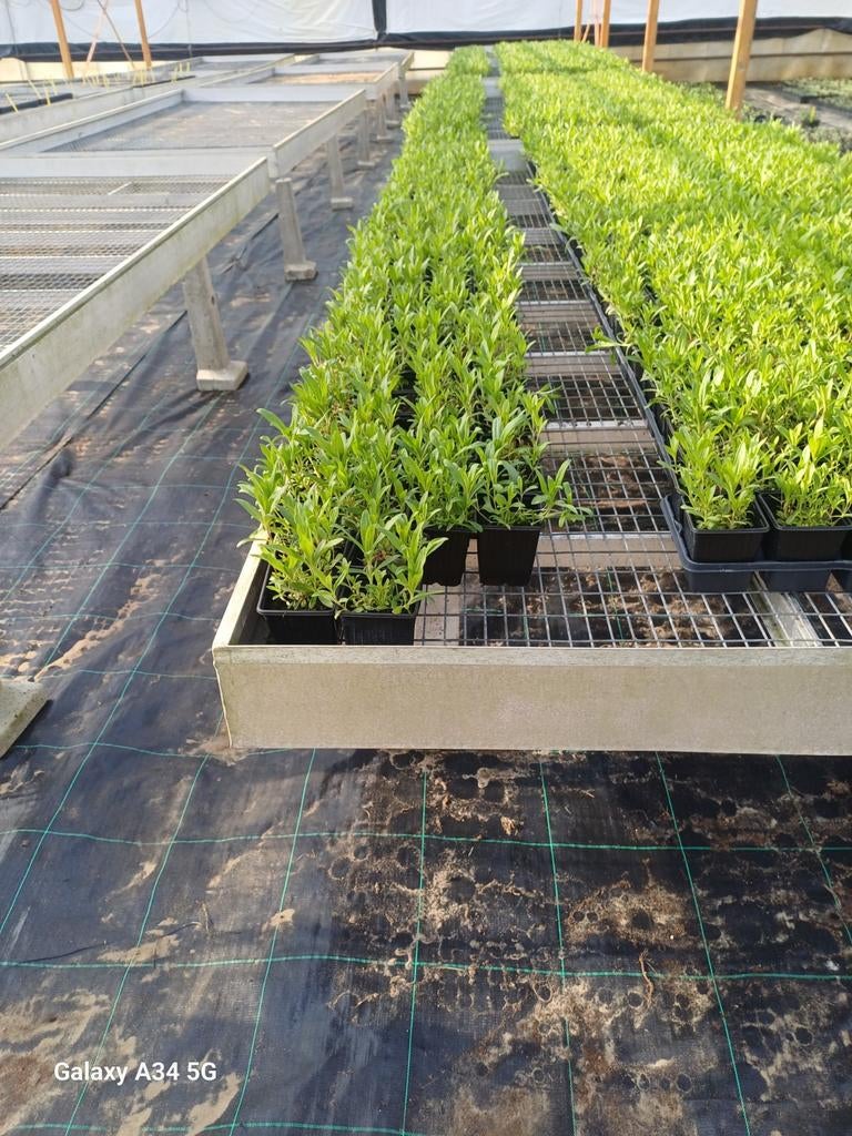 Verse Duizendschoon planten - Laagste prijs Bollenstreek!, Volle zon, Tweejarig, Zomer, Ophalen