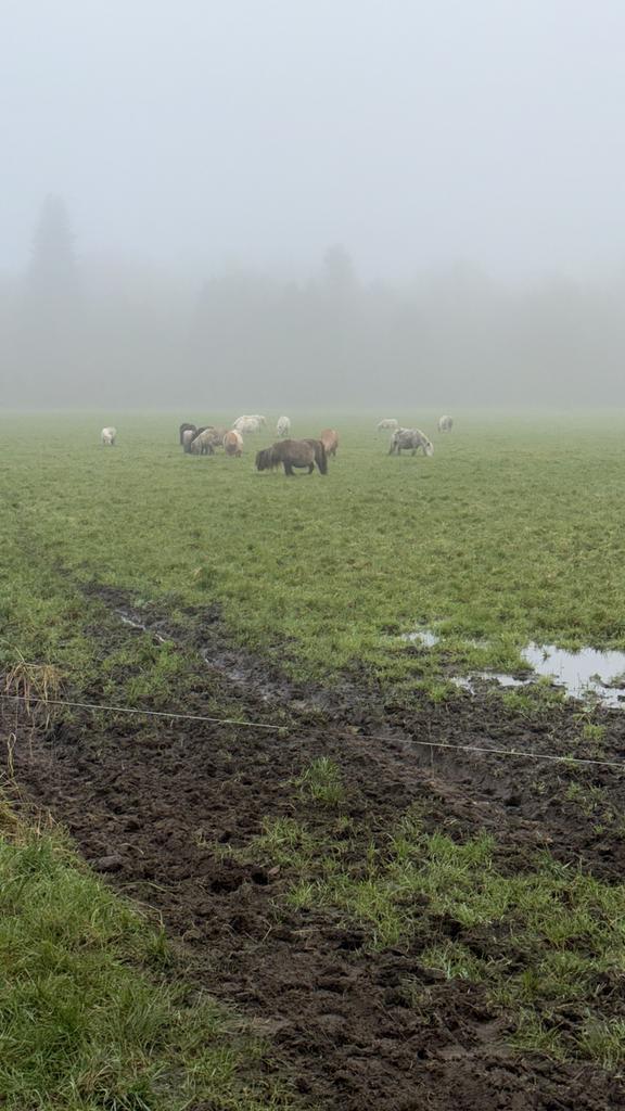 Te huur gevraagd weiland mag ook voor tijdelijk, Dieren en Toebehoren, Stalling en Weidegang, Weidegang, 4 paarden of pony's of meer