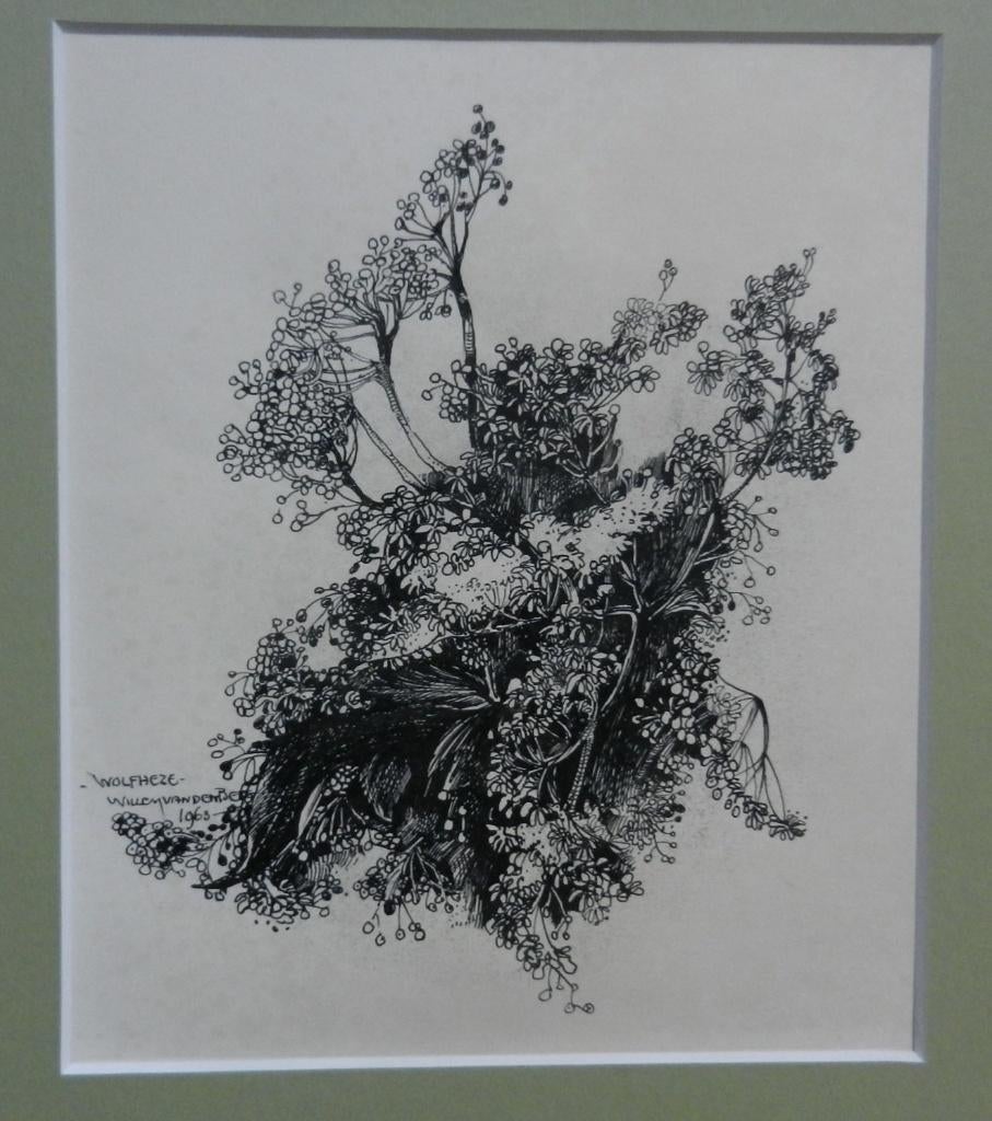 O. inkt tekening Fluitekruid Willem vd Berg 1963 (1886-1970), Ophalen of Verzenden