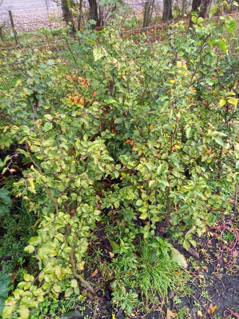 Beukenhaag planten - Fagus Sylvatica, Tuin en Terras, Bloeit niet, Overige soorten, Minder dan 100 cm, Ophalen