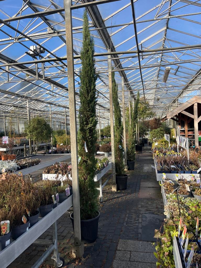 Cypres sempervirens 3m - Zuilvormige boom, Bloeit niet, Ophalen of Verzenden, 250 tot 400 cm, Zuilboom