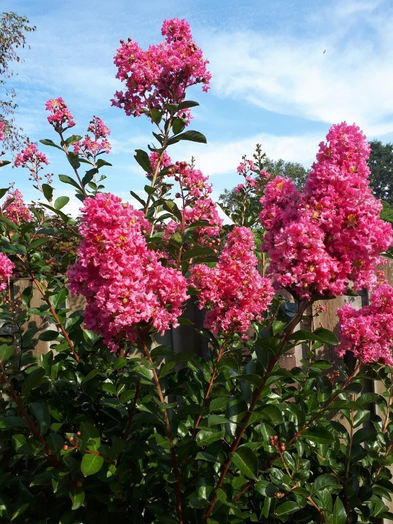 Indische Sering, Lagerstroemia in diverse soorten en maten, Tuin en Terras, Volle zon, Vaste plant, Zomer, Ophalen