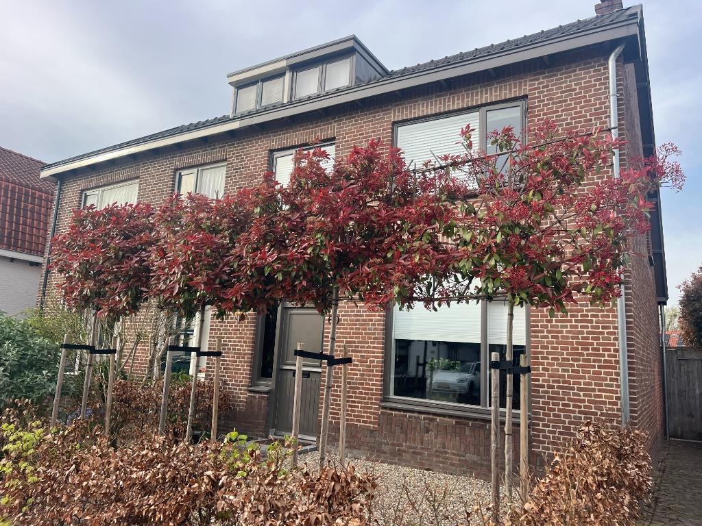 Leibomen groenblijvend / en andere soorten, Ophalen, Halfschaduw, Leiboom, 250 tot 400 cm