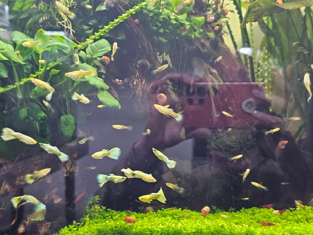 Guppen, Dieren en Toebehoren, Vissen | Aquariumvissen, Vis