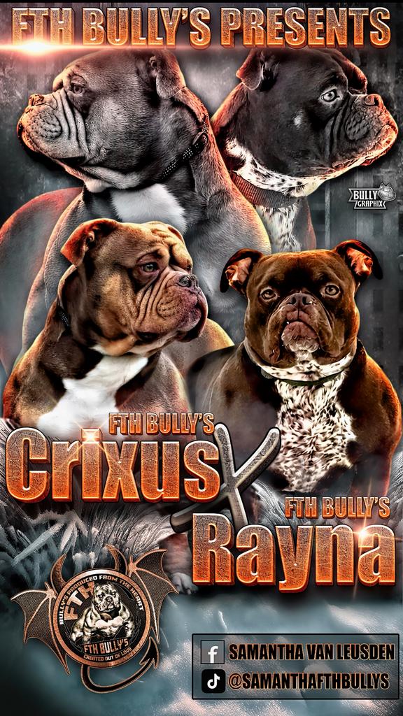 American Bully pups met ABR stamboom, België, Particulier, Overige rassen, 8 tot 15 weken