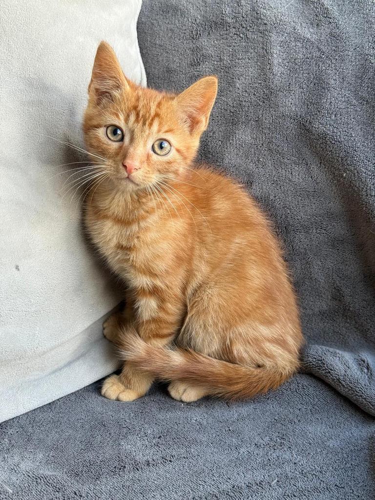 Kittens in verschillende kleurtjes, Dieren en Toebehoren, Katten en Kittens | Overige Katten, Meerdere dieren