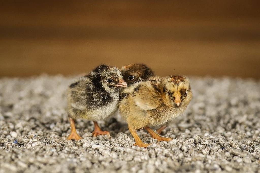 Barnevelder kriel kippenkuikens | Gesekst en Ingeënt, Vrouwelijk, Kip