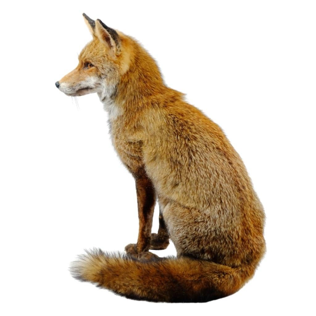 Prachtige opgezette vos te koop!, Ophalen of Verzenden, Nieuw, Wild dier, Opgezet dier