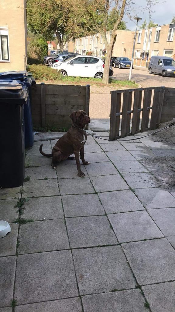 Mastino x cane corso teefje, Parvo, Overige rassen, Teef, Eén hond