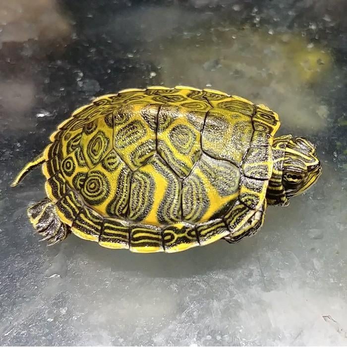 Pseudemys nelsoni, Schildpad, 0 tot 2 jaar