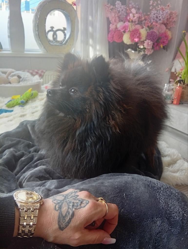 Forse pomeriaan dek reu.. Niet tekoop, Dieren en Toebehoren, Honden | Poolhonden, Keeshonden en Oertypen, Keeshond, 15 weken tot 1 jaar