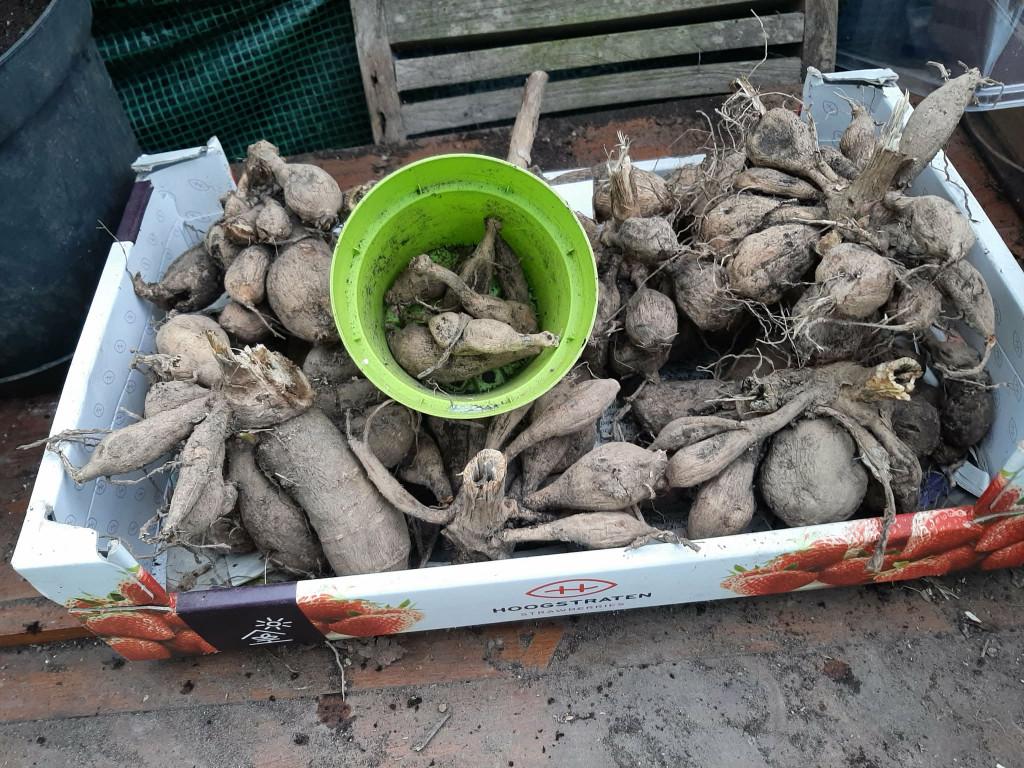 Dahlia knollen, Ophalen, Voorjaar, Volle zon, Knol