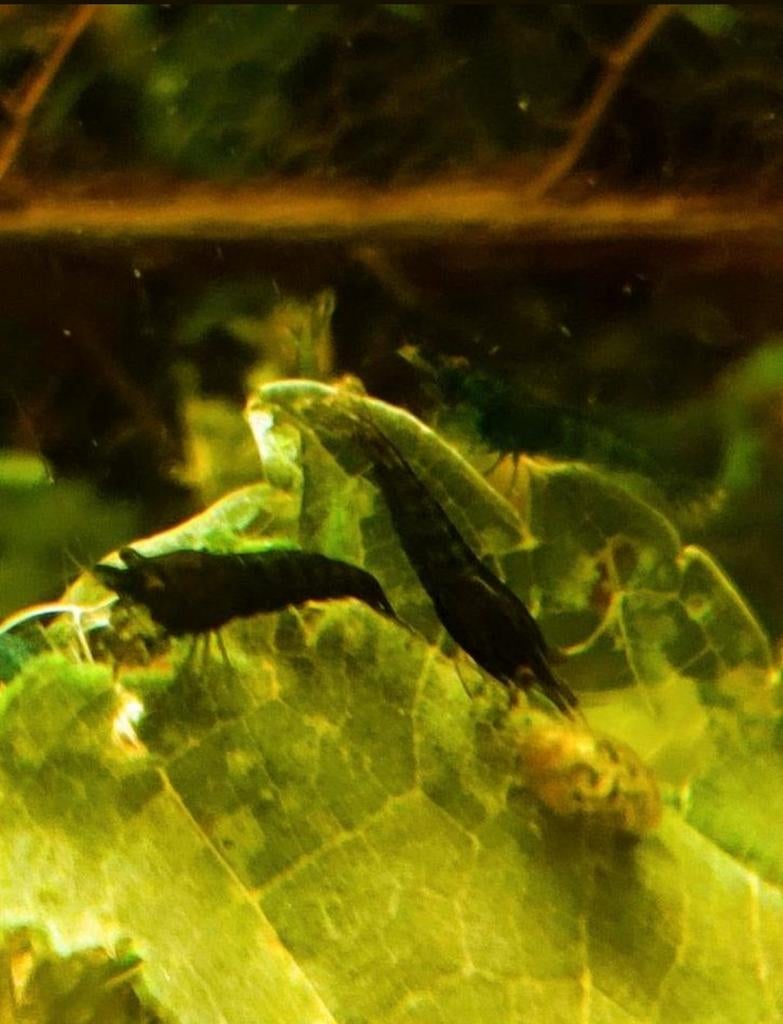 DONKER BLAUWE NEO CARIDINA GARNALEN IN LEIDINGWATER, Kreeft, Krab of Garnaal