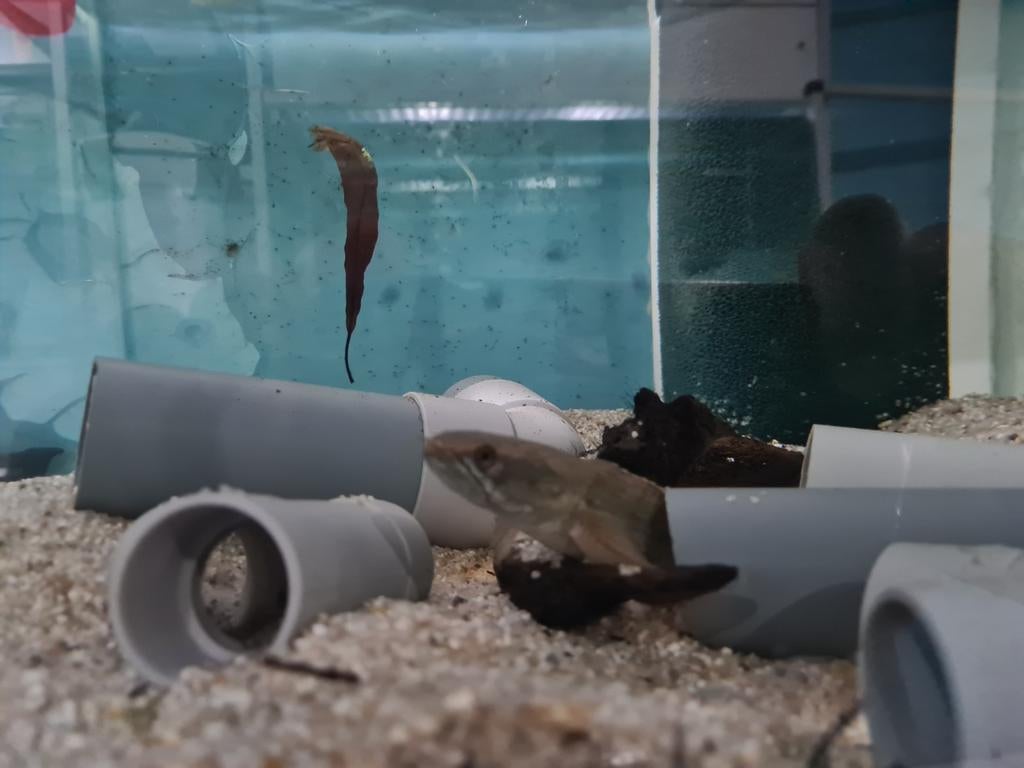 Channa Laos Fireback, slangenkopvis, Vis, Zoetwatervis