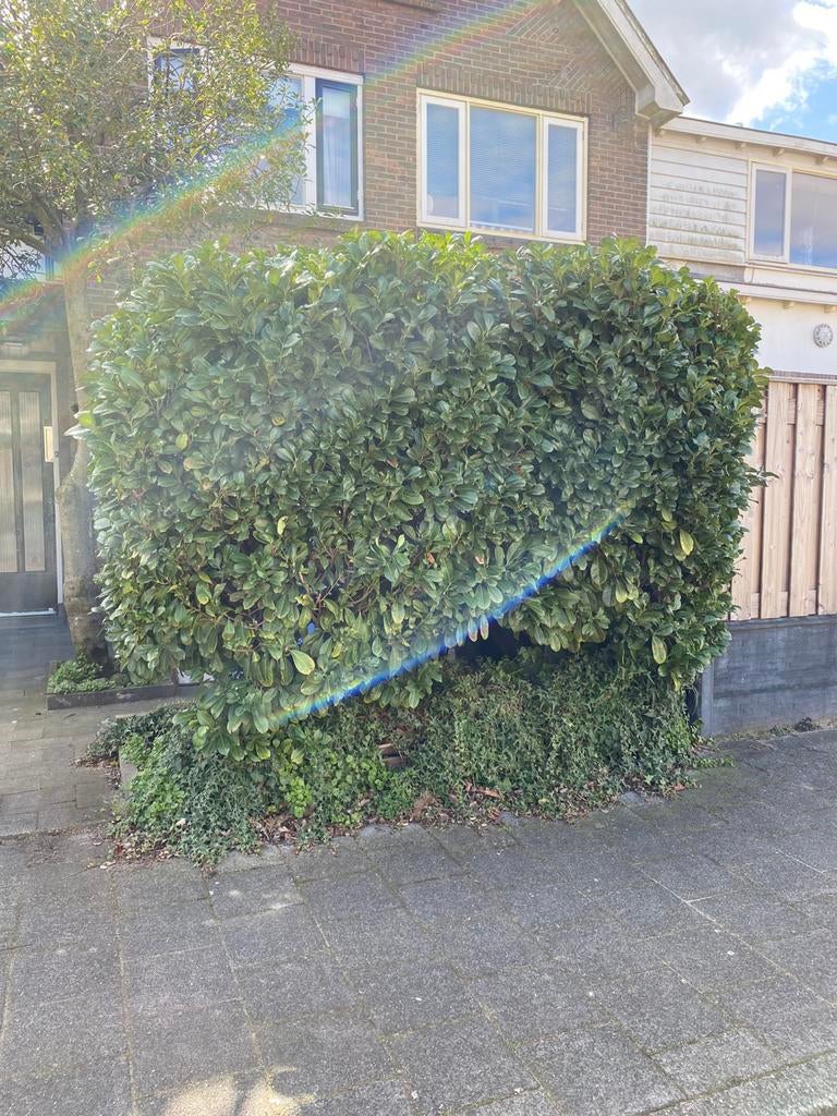 laurier struik, Ophalen, Laurier, 100 tot 250 cm