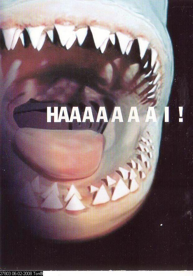 Ansichtkaart	Rotterdam	Diergaarde Blijdorp	Haai, Verzenden, 1980 tot heden, Ongelopen, Zuid-Holland