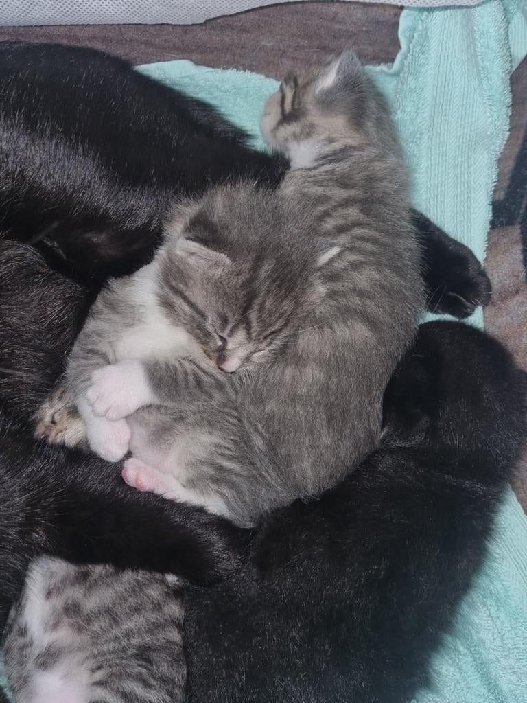 Europese korthaar, Dieren en Toebehoren, Katten en Kittens | Raskatten | Korthaar, 0 tot 2 jaar