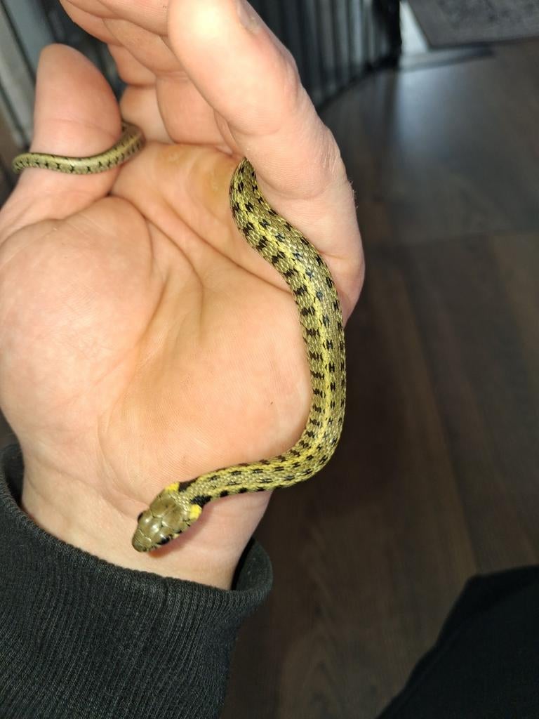 Natrix Persa, Dieren en Toebehoren, Slang, 0 tot 2 jaar