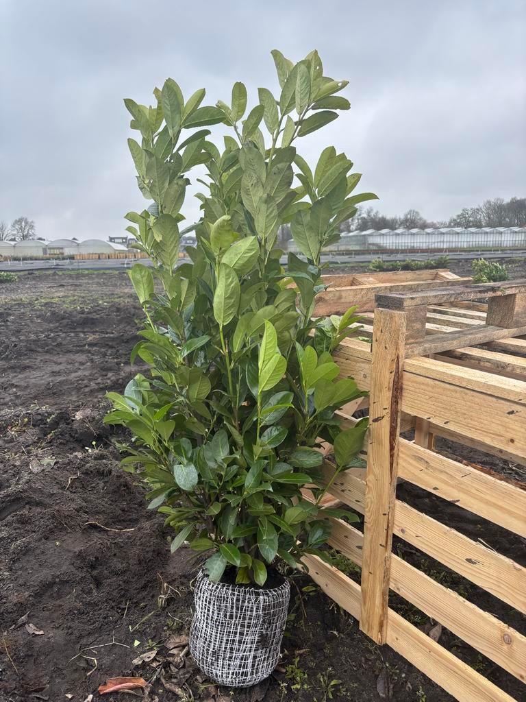 Prunus laurier Rotundifolia, Tuin en Terras, Planten | Tuinplanten, Overige soorten, Vaste plant, Ophalen of Verzenden, Halfschaduw