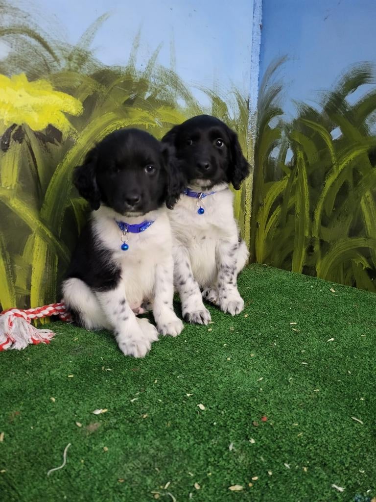 Te koop nog enkele prachtige Friese stabij pups, HCC (leverziekte), 8 tot 15 weken, Meerdere, Nederland