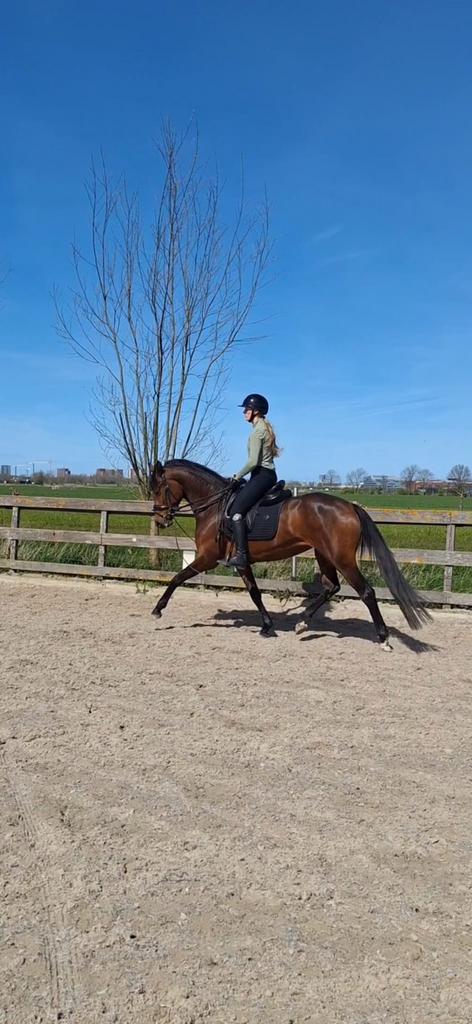 Super knappe en fijn bewegende 3 jarige Las Vegas., Dieren en Toebehoren, Merrie, Met stamboom, Dressuurpaard, Zadelmak
