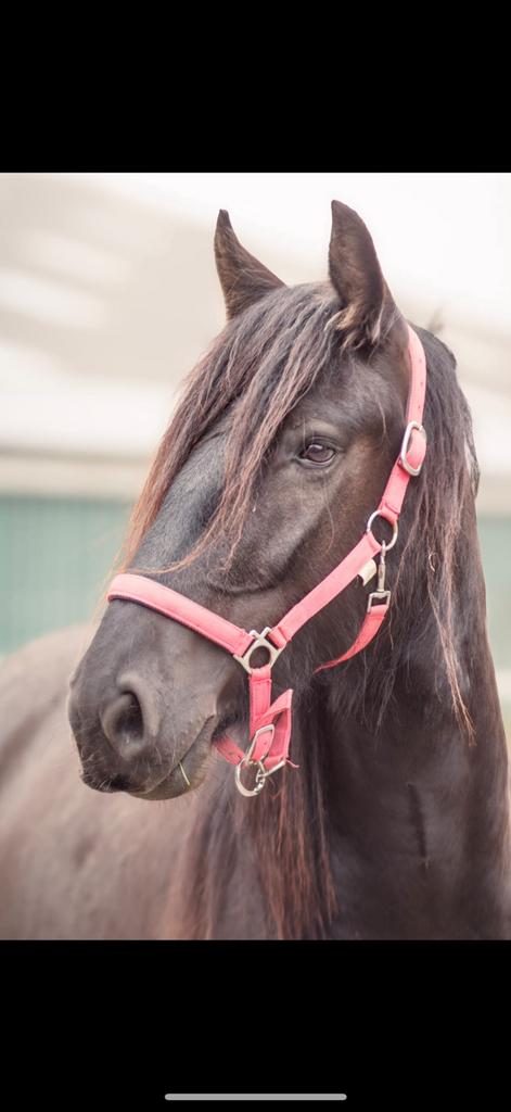 5 jarige Tinker x fries merrie te koop, Dieren en Toebehoren