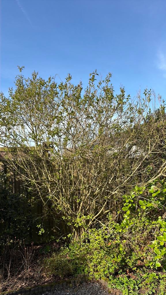 Sering blauw, Tuin en Terras, Overige soorten, Lente, Minder dan 100 cm, Ophalen