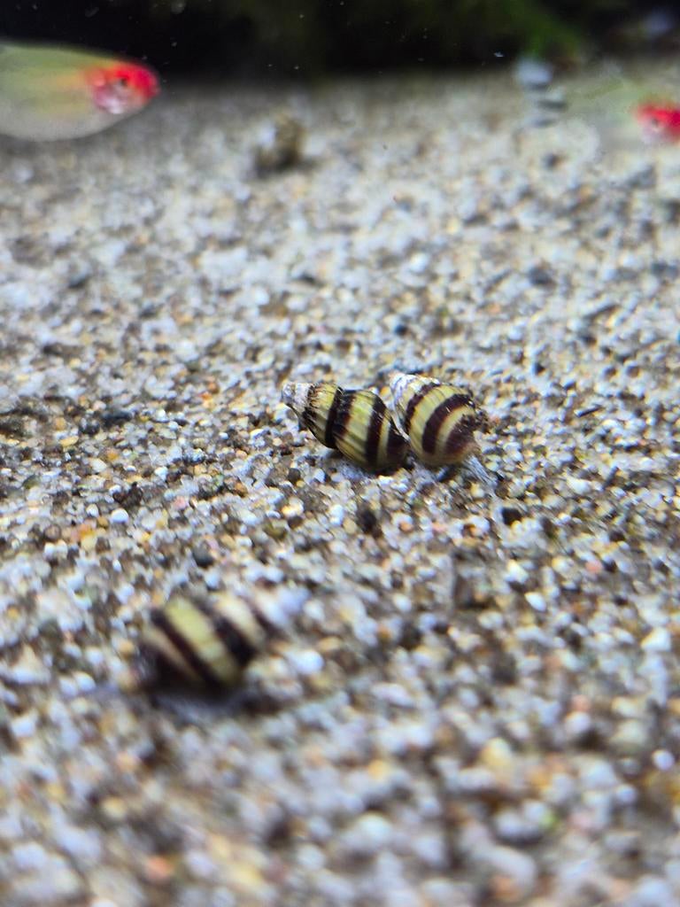 Helena slakken, Slak of Weekdier, Zoetwatervis