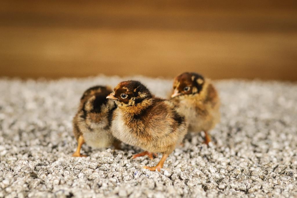 Barnevelder groot kippenkuikens | Gesekst en Ingeënt, Vrouwelijk, Kip