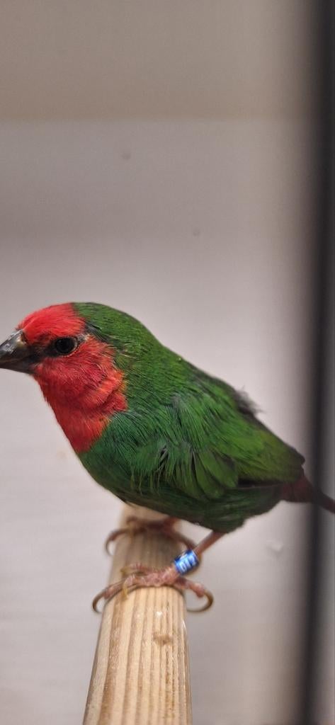 Tk mooie tropen onverwant en zitten koud de meeste uit 2025, Dieren en Toebehoren, Meerdere dieren, Tropenvogel, Geringd