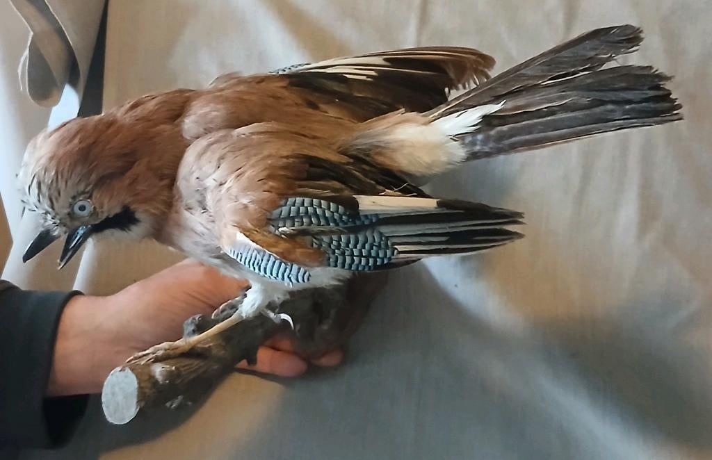 Opgezette Vlaamse Gaai,  vogel, Verzamelen, Dierenverzamelingen, Opgezet dier, Vogel, Ophalen of Verzenden