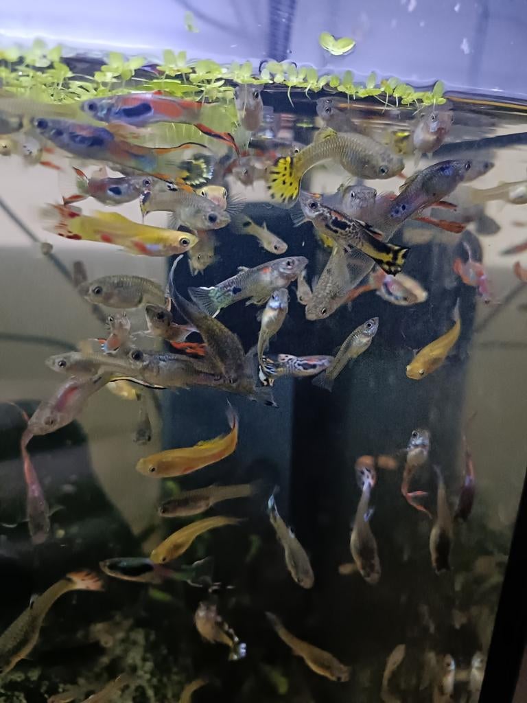 GUPPEN 1 VOOR 1, Dieren en Toebehoren, Vissen | Aquariumvissen, Vis, Zoetwatervis, Schoolvis