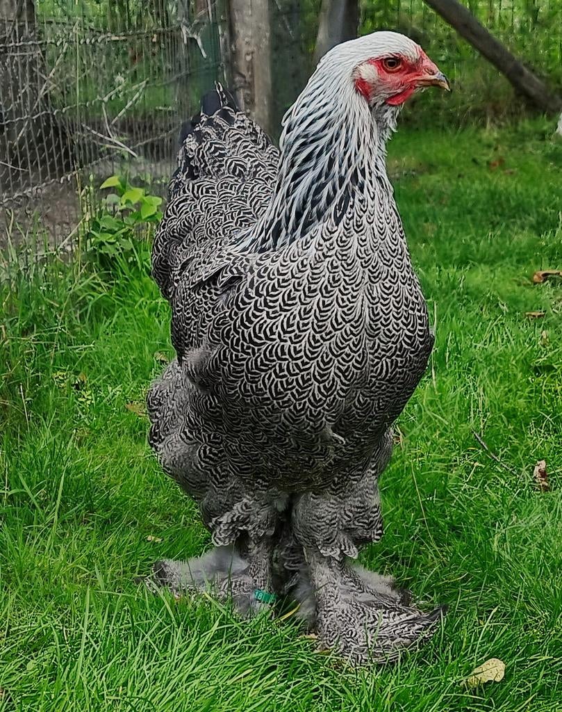 Brahma groothoender zilver patrijs en blauw zilver patrijs, Dieren en Toebehoren, Pluimvee, Meerdere dieren, Kip
