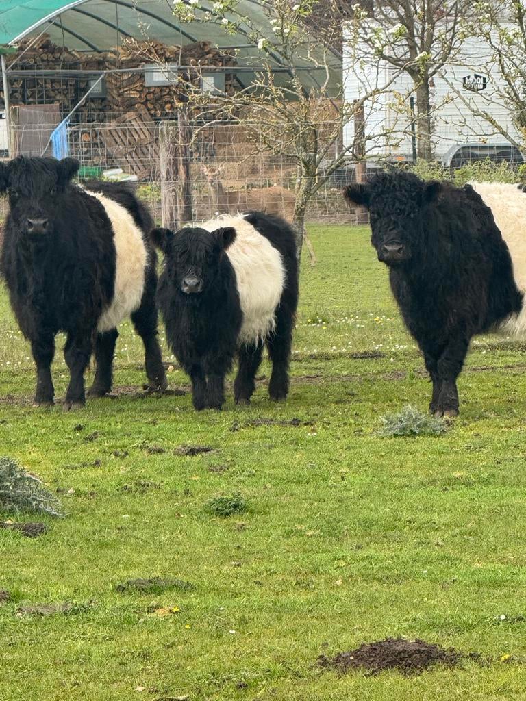 Te koop belted galloway stier, Dieren en Toebehoren, Mannelijk