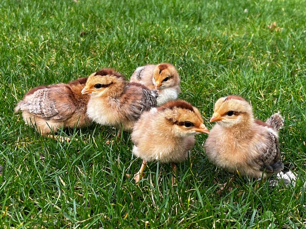 Welsumer kuikens (hengarantie), Dieren en Toebehoren, Pluimvee, Vrouwelijk, Kip