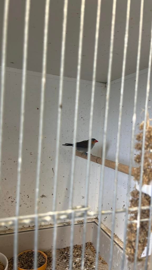 Tropische vogels, Meerdere dieren, Tropenvogel, Geringd