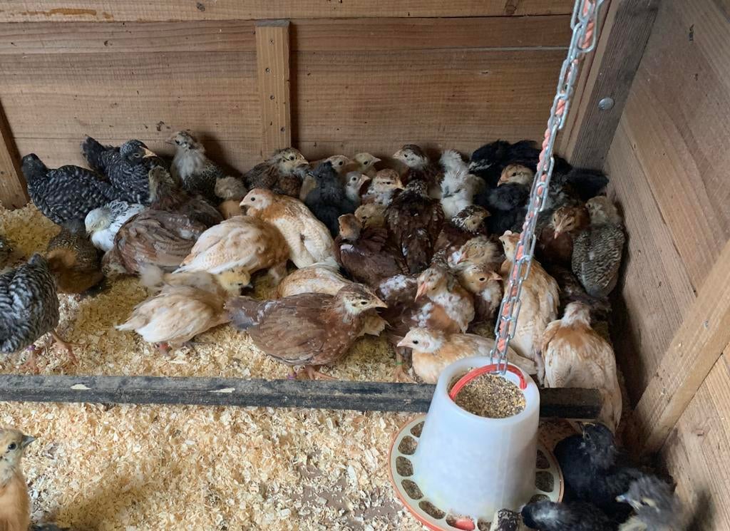 Jonge kuiken -meerdere soorten, Dieren en Toebehoren, Pluimvee, Vrouwelijk, Kip