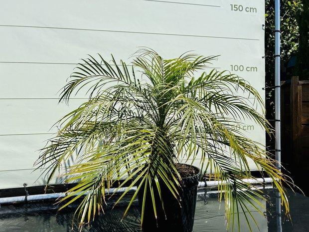 Palmboom - Phoenix Roebelenii - stamhoogte 10-30 cm, Ophalen of Verzenden, 100 tot 250 cm, Zomer, Palmboom