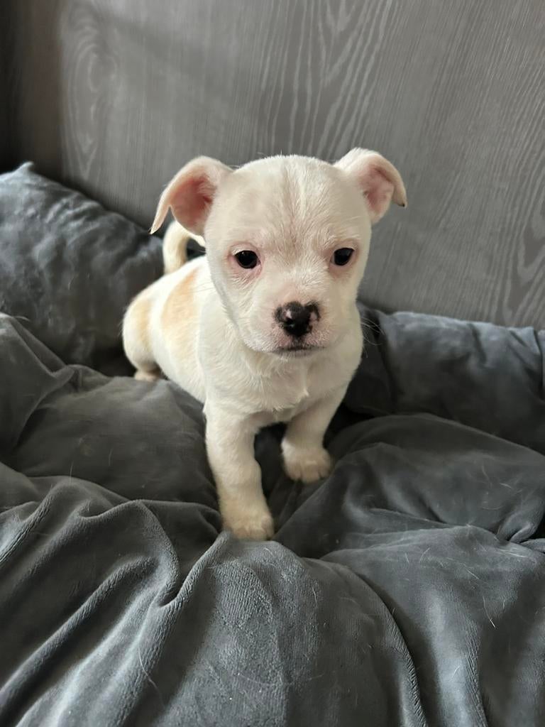 kruising chihuahua reutjes 9 weken mogen t nestje verlaten!, Dieren en Toebehoren, Parvo, Overige rassen, 8 tot 15 weken, Meerdere dieren