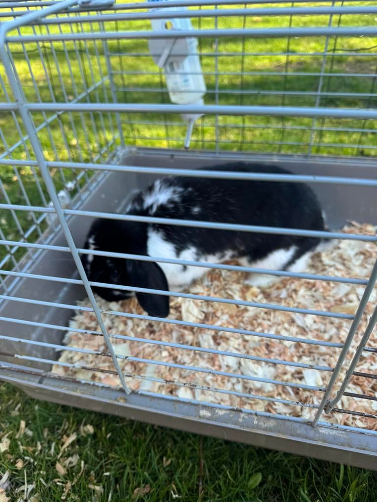 Konijn met hok, Minder dan 60 cm, 110 cm of meer, Ophalen of Verzenden, Zo goed als nieuw