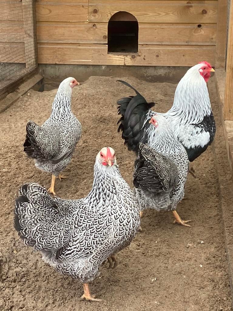 Broedeieren Zilver patrijs Wyandotte kriel, Geslacht onbekend, Kip