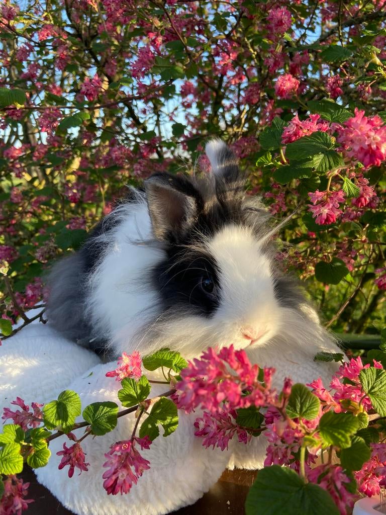 Lief tam rammetje konijn te koop!, Dieren en Toebehoren, Konijnen, Mannelijk, Dwerg, 0 tot 2 jaar
