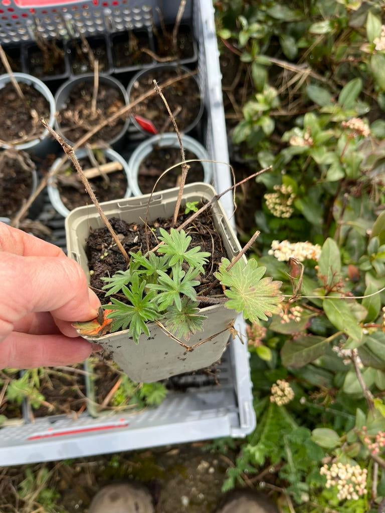 Diverse soorten vaste planten, Tuin en Terras, Planten | Tuinplanten, Ophalen, Overige soorten, Volle zon