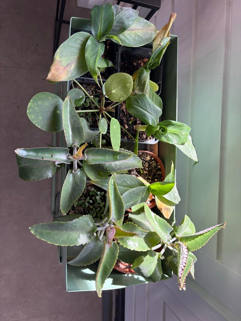 Stekken van Bananenplant, Pannenkoekenplant & Mother of 1000, Tuin en Terras, Planten | Tuinplanten, Vaste plant, Bloeit niet