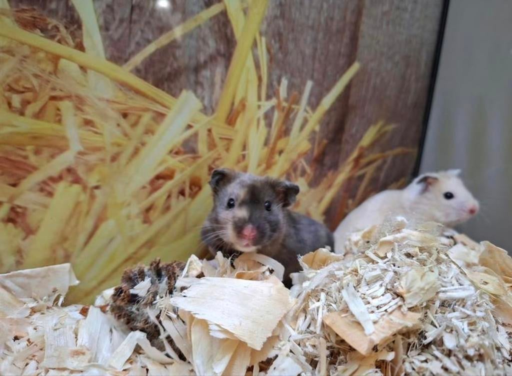 Hele leuke en lieve Syrische hamster vrouwen, Januari, Vrouwelijk, Hamster